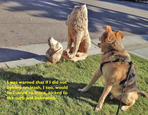 dog pulls backwards on leash