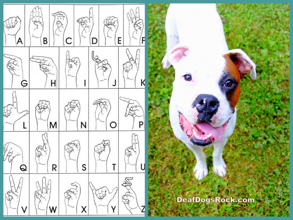 sign language for dogs