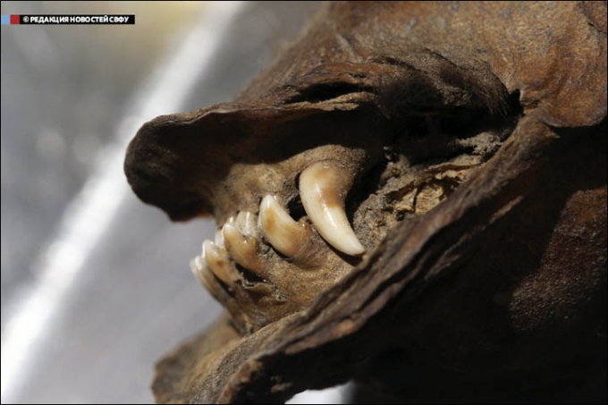 Tumat Dog's teeth