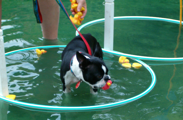 water-dog