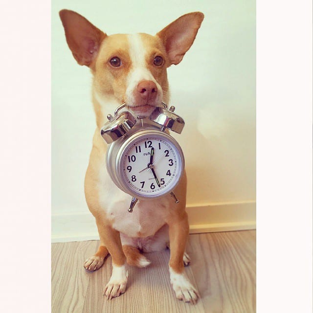 dog and clock