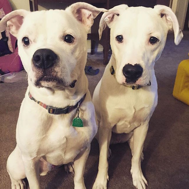 3 pibble