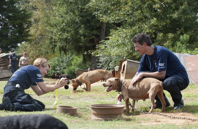 367 Dogfighting Bust ASPCA Pit Bulls Rescued