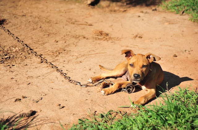 ASPCA Dogfighting Pit Bull Puppy on a Chain