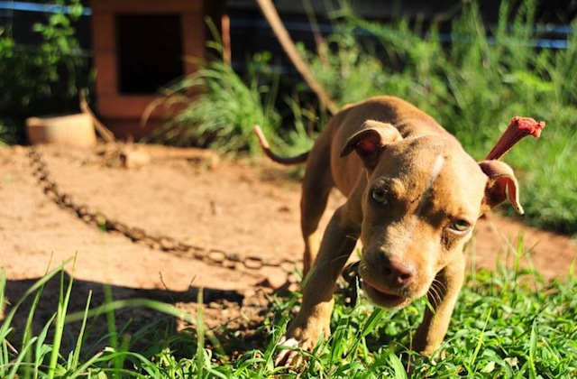 Dogfighting Bust Pit Bull Puppy on a Chain