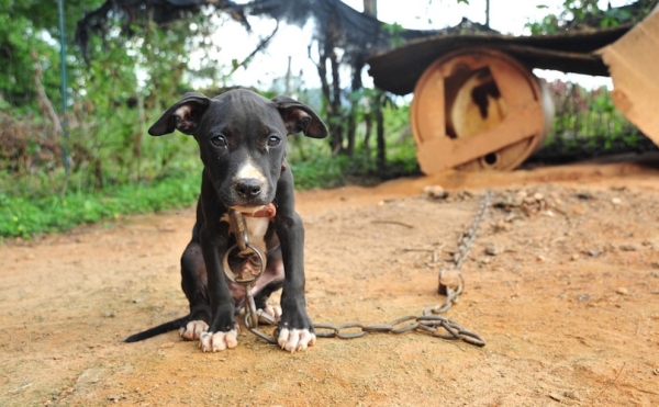 Dogfighting Pit Bull Puppy ASPCA