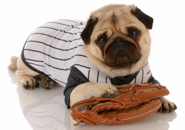 baseball-pug