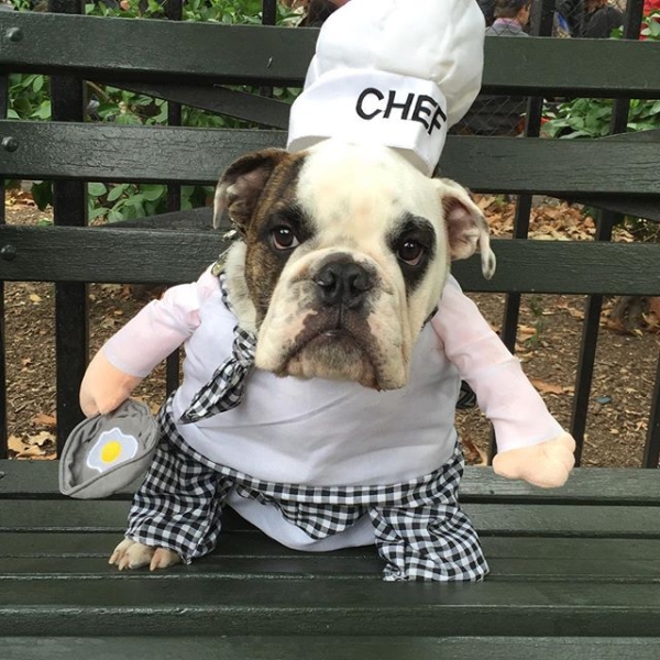 chefbulldog