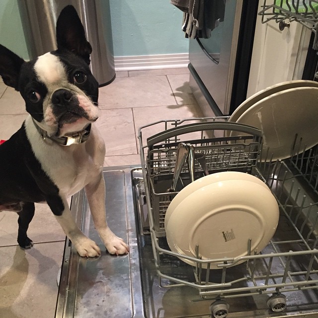 dishwasher-dog