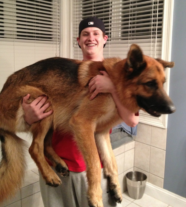 dog bath big dog