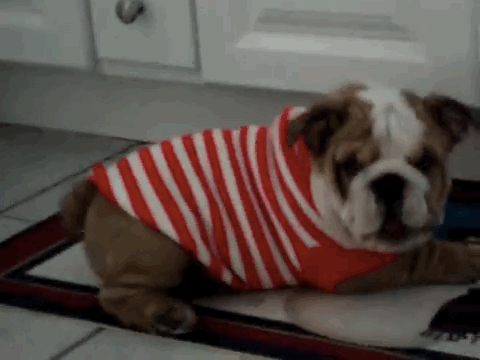 dogcoatbulldogsweater