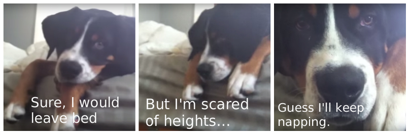 heights dog