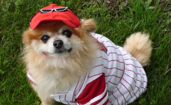 huge-dog-in-baseball-uniform
