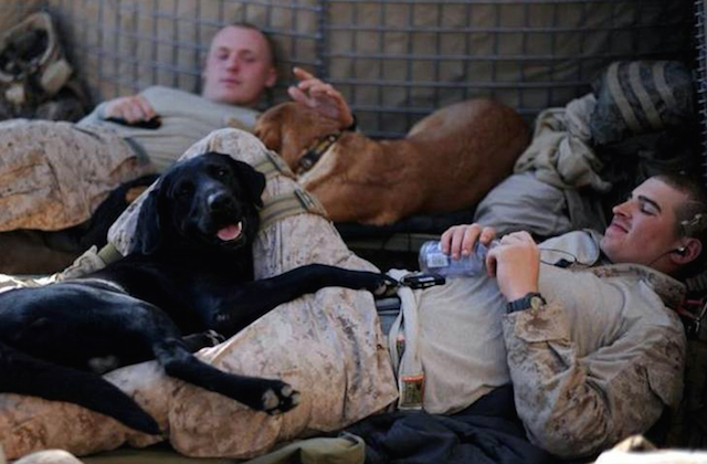 marines-with-dogs