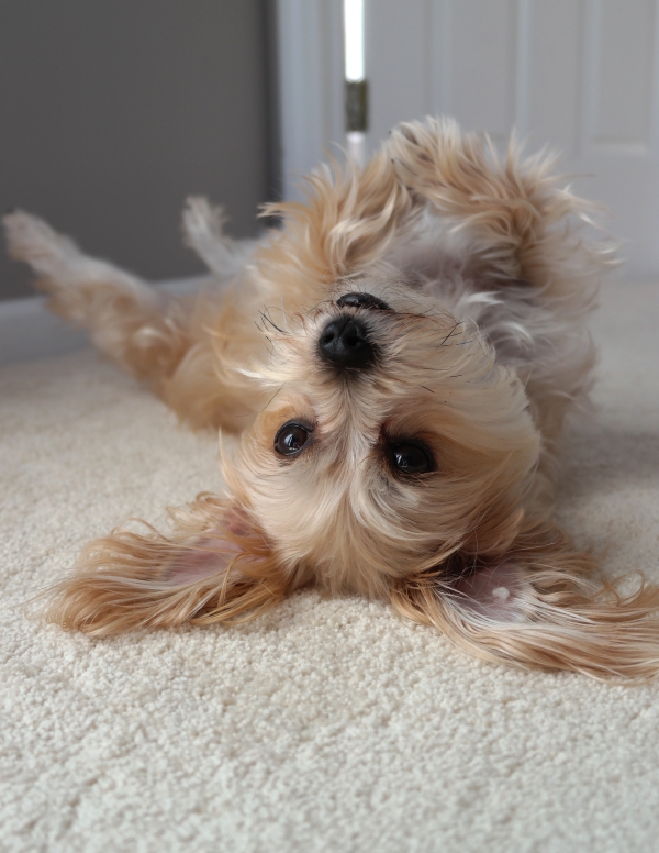 new carpet_perfect for rolling over and getting belly rubs