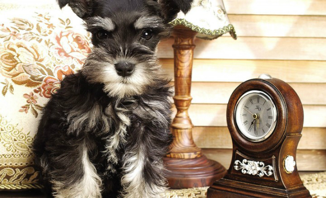 pup-clock