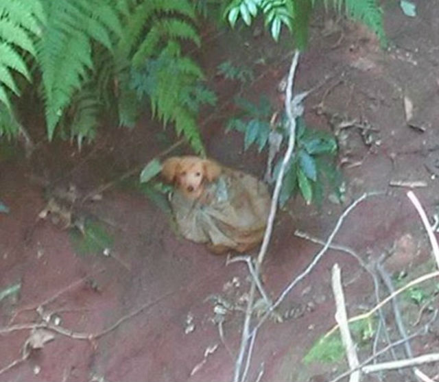 puppy ravine brazil