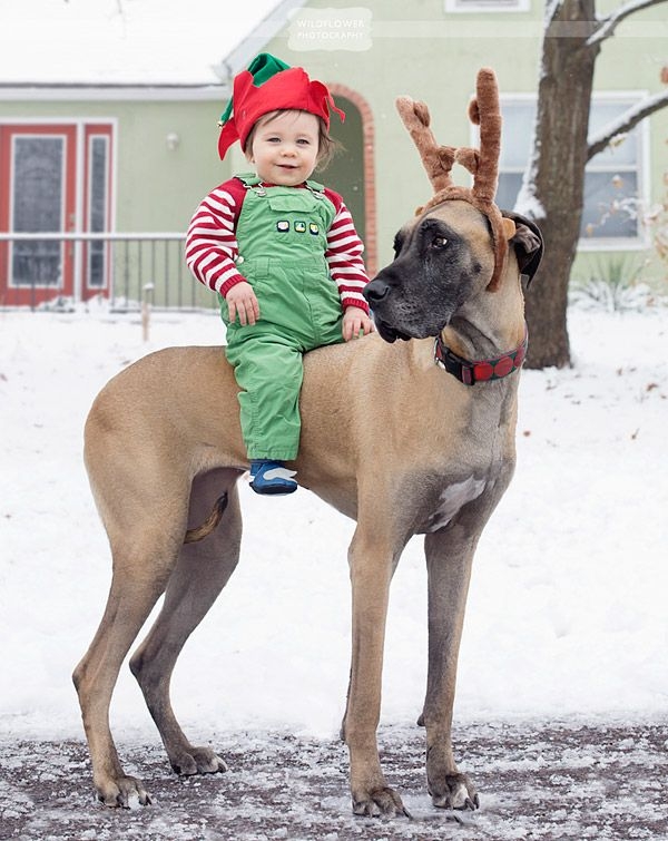 reindeer