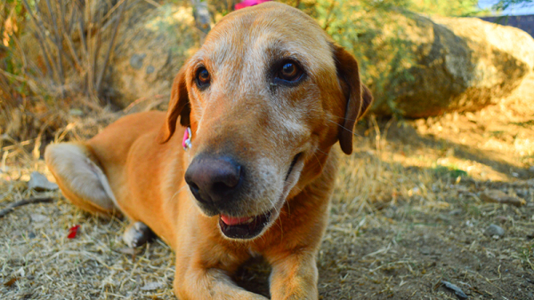 Amos, an 8 year old Lab, was left alone until a local rescue placed this purebred senior in a foster home. Ever-youthful Amos, loves playtime with other dogs, and loves long car rides.