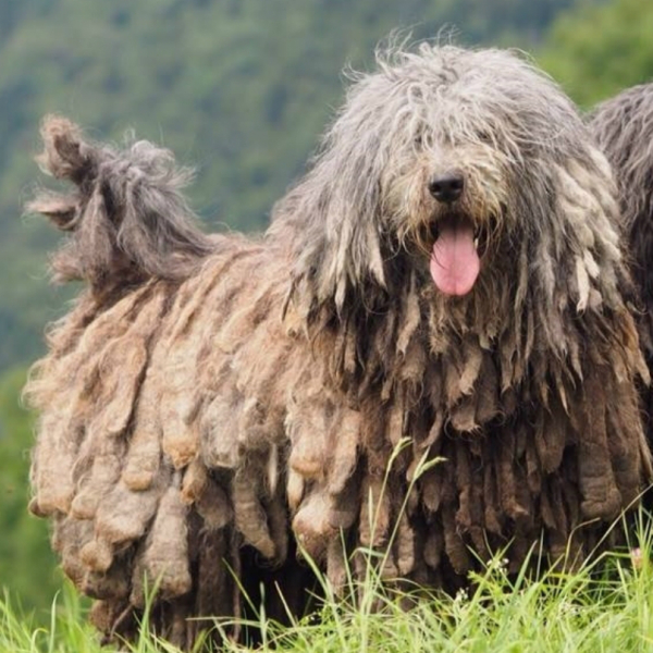 "Sheepdog whose most unique characteristic is its coat, which contains "dog hair," "goat hair" and "wool" combining to form felt-like mats. The mats grow over the course of the dog's life, reaching the ground at approximately 6 years of age."