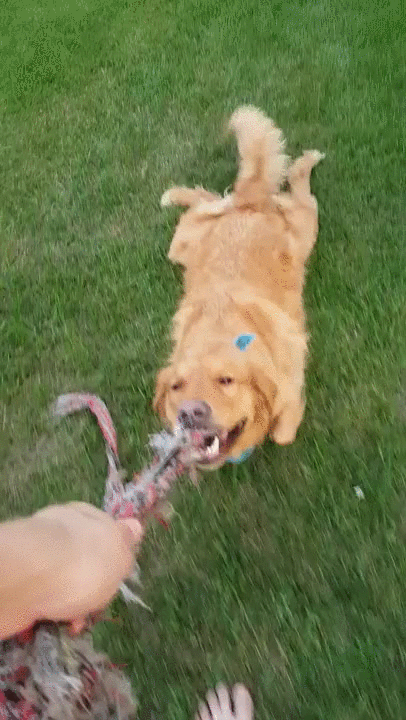 Dog doesn't quite understand Tug of War - Imgur