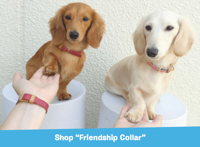 Friendship Collars