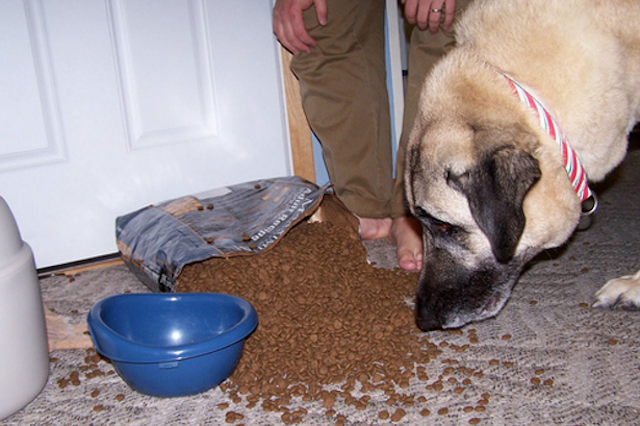 Dog food spillage