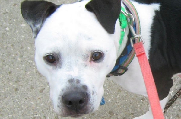 Summit County Animal Control Dog