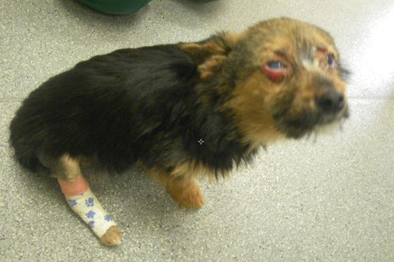 abused puppy 2