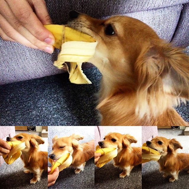 banana-dog-2