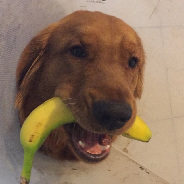 banana-dog-5