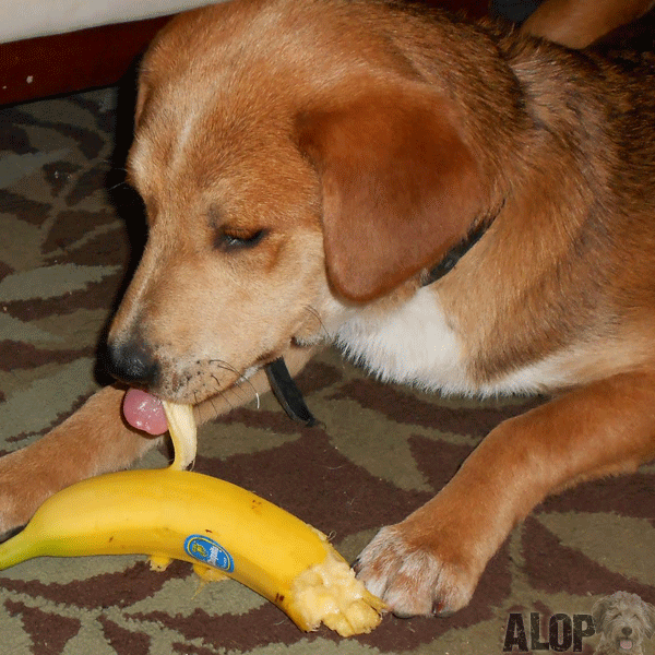 banana-dog-food
