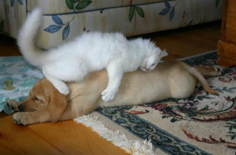 cat-sleeps-on-dog