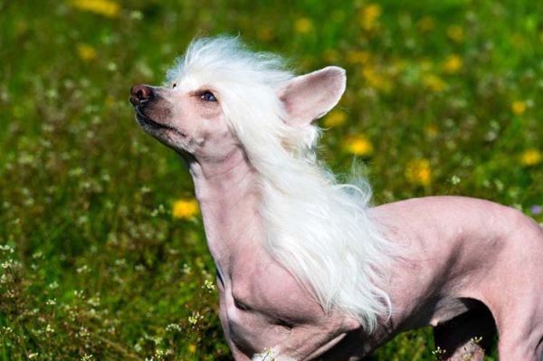 Chinese Crested Dogs were selectively bred from many other dog breeds. Learn more about these toy dogs by visiting our website.