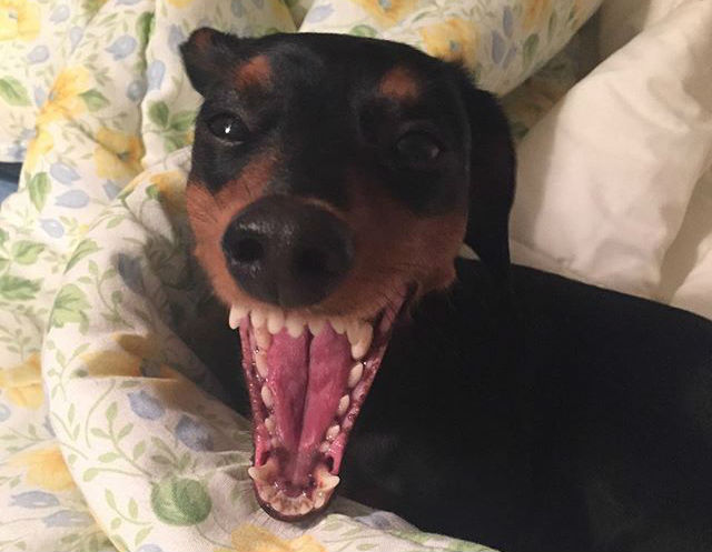 dachshund yawn