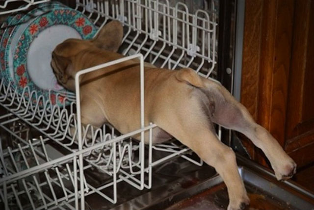 dishwasher dog