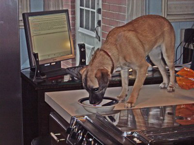 dog on counter