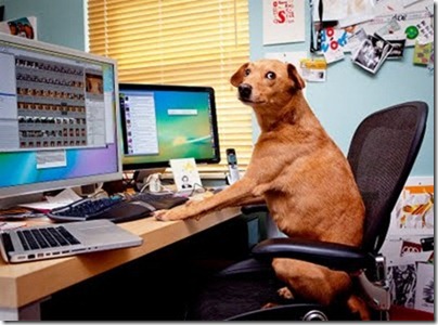 Dog on Internet