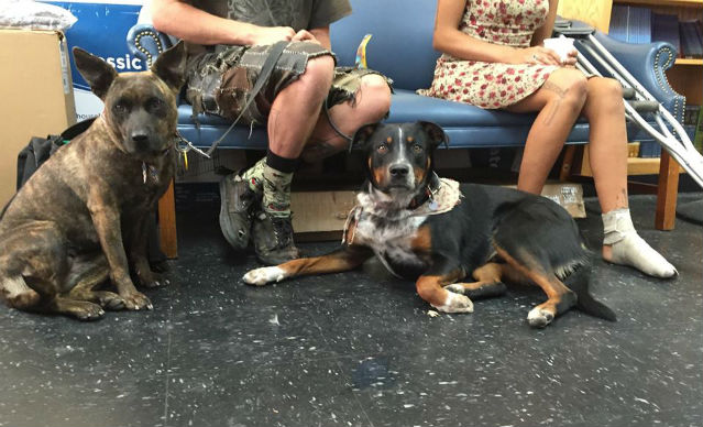 dogs in waiting room