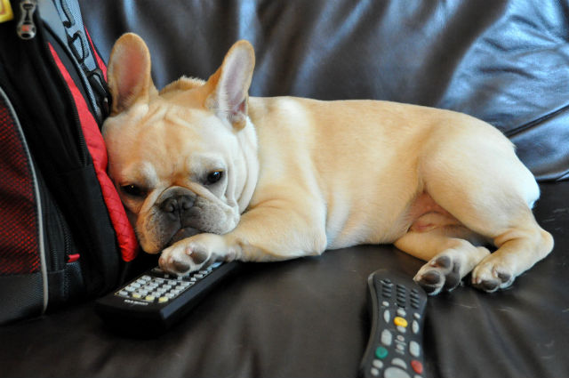 french-bulldog-remotes