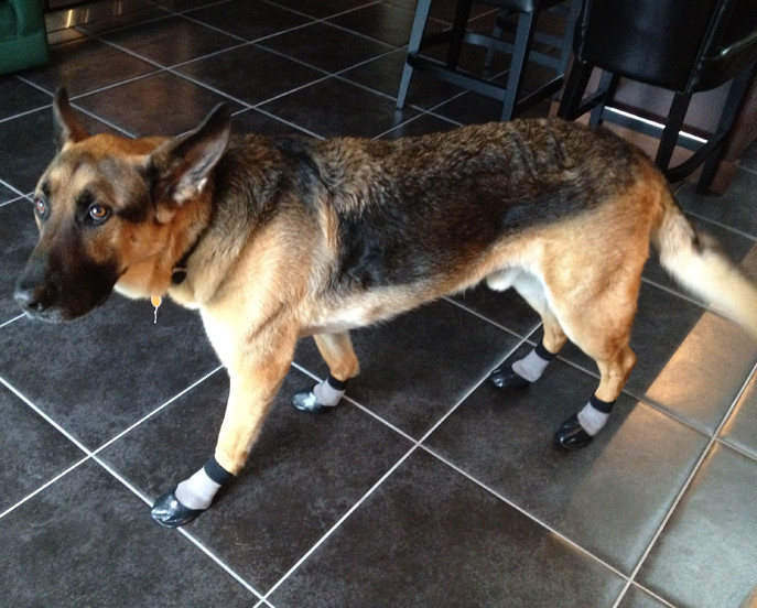 These Socks May Be The Answer To Your Senior Dog's Mobility