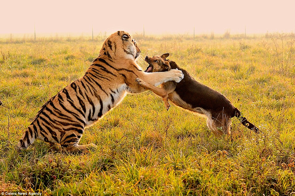 gsd and tigers 2