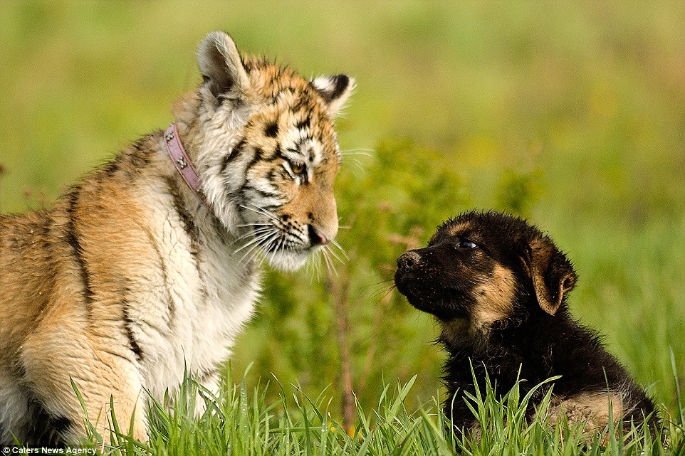 gsd and tigers 3