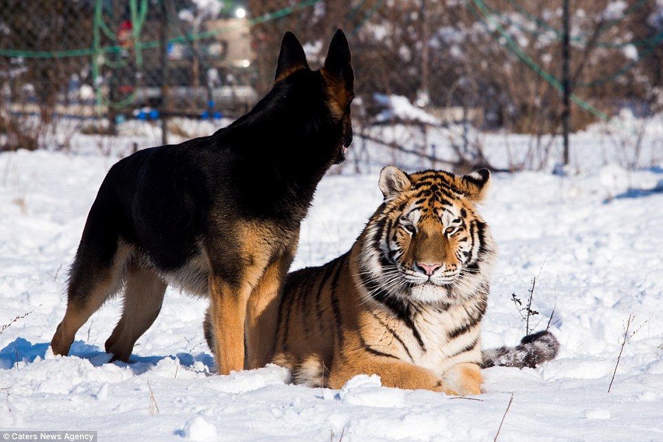 gsd and tigers 4