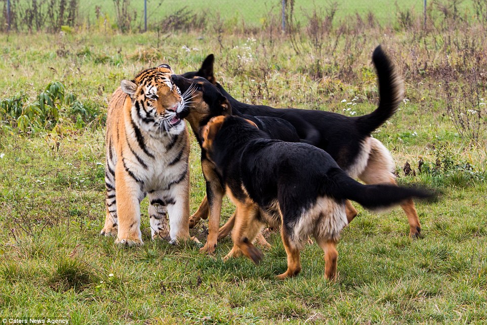 gsd and tigers 5