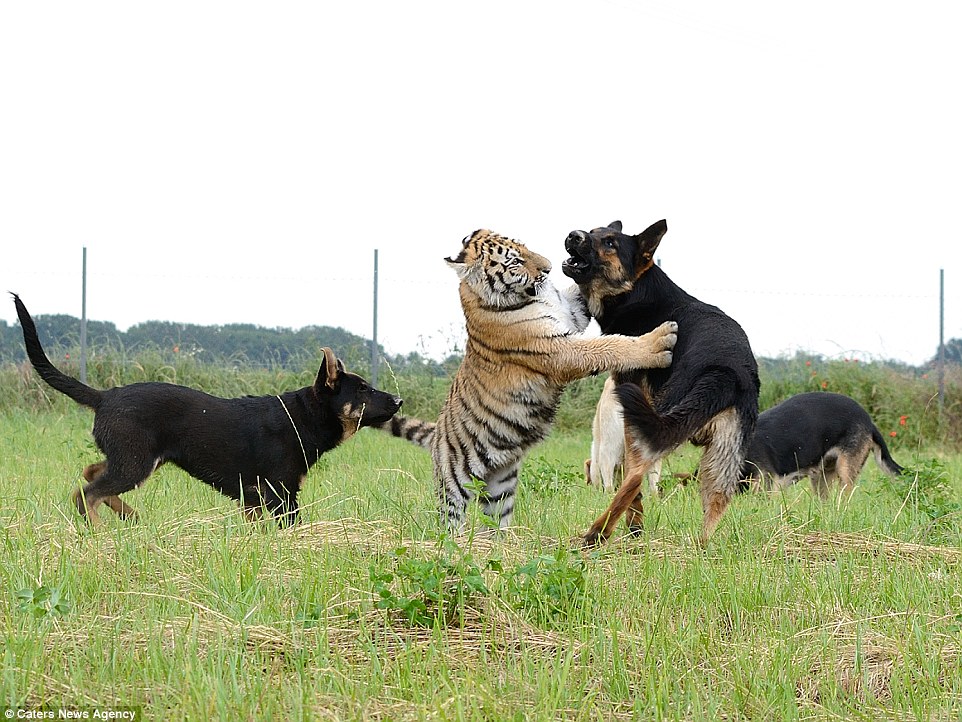 gsd and tigers