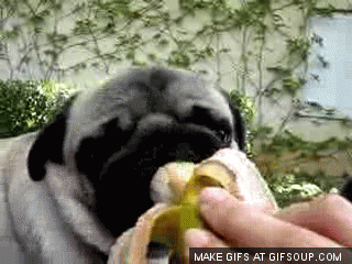 happy-the-pug-eats-banana-o