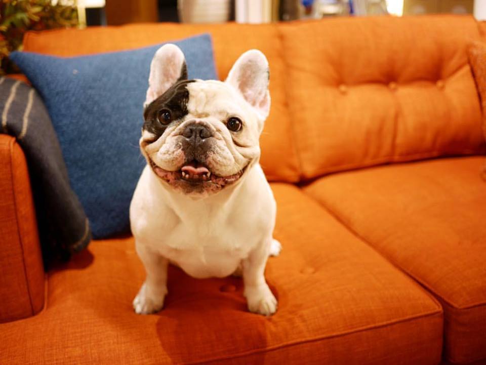 manny the frenchie couch