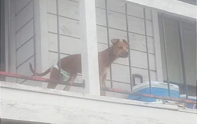 negelected dog balcony 2