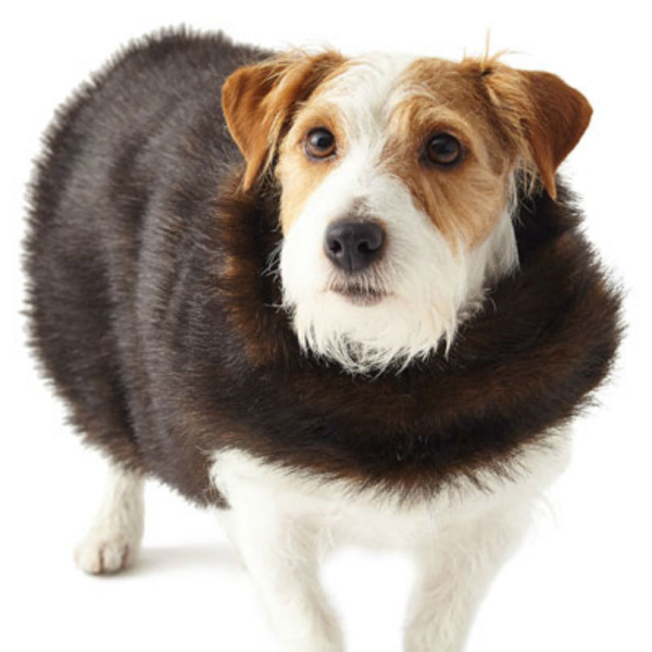 neiman-marcus-fur-coat